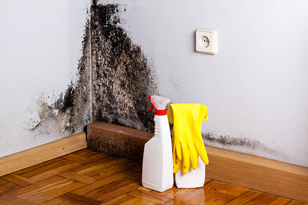 Best Basement Mold Remediation in Kenai, AK