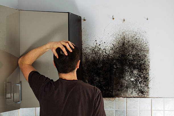 Trusted Kenai, AK Mold Remediation Experts